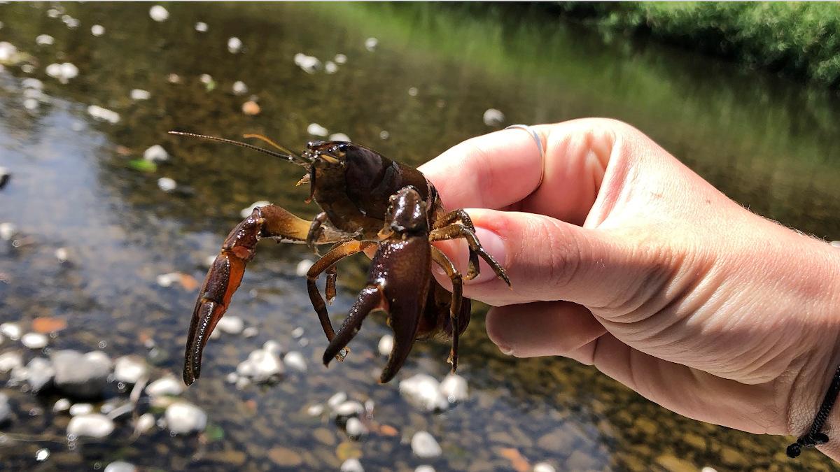 Hand holding a crayfish.